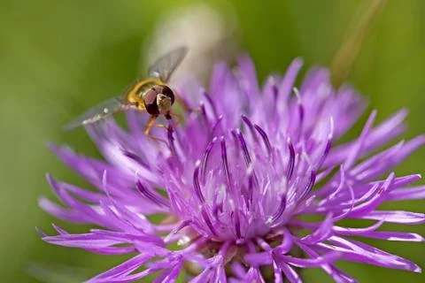 Hoverfly on knapweed Stock Photos
