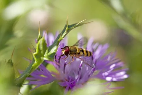 Hoverfly on knapweed Stock Photos