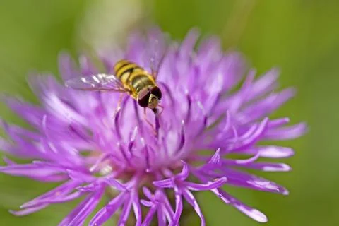 Hoverfly on knapweed Stock Photos