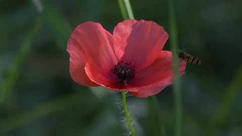 Hoverfly Landing on a Red Poppy Flower in a Meadow 4K Nature Footage Stock Footage 336983295