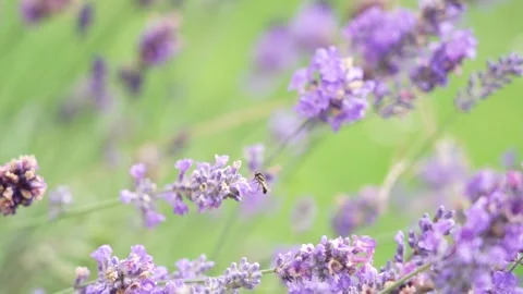 Hoverfly on lavender, capturing the delicate motion of its wings as it hovers Stock Footage 280190769