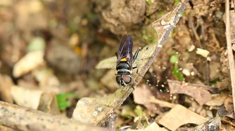 Hoverfly laying eggs in a trail of Leaf cutter ants (Atta sp.) Stock Footage 1144456