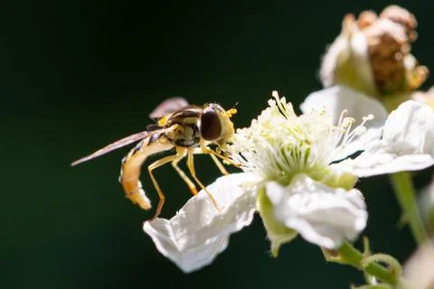 Hoverfly is laying on a white flower, image with a dark background Foto stock