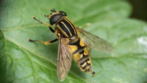 Hoverfly on leaf 스톡 사진