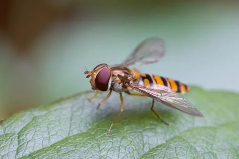 Hoverfly on a leaf 스톡 사진