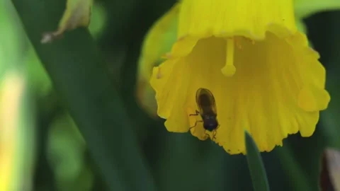 Hoverfly Leaving a Daffodil Flower in Spring Stock Footage 347450099