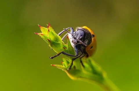 Hoverfly macro head-on view perched on leaf bud green bokeh Stock Photos