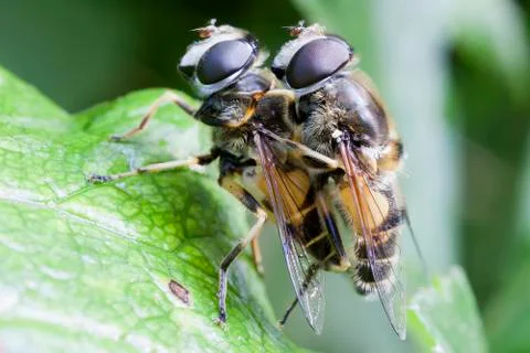 Hoverfly - mating 库存照片