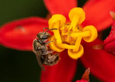 Hoverfly On Milkweed Foto stock