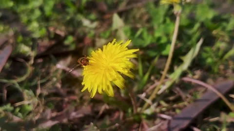 Hoverfly or honey bee, feeding on a yellow dandelion flower. Video stock 329460048