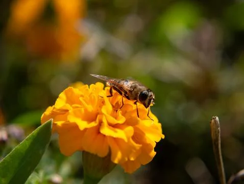 Hoverfly on orange marigold flower macro closeup Stock Photos