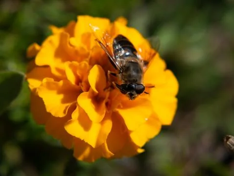 Hoverfly on orange marigold flower macro closeup Stock Photos