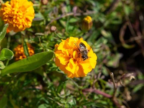 Hoverfly on orange marigold flower macro closeup Stock Photos