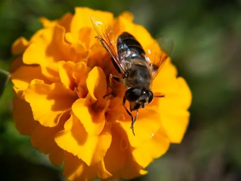Hoverfly on orange marigold flower macro closeup Foto stock