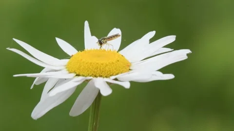 Hoverfly on oxeye daisy Gile Flowage Northern Wisconsin Video stock 240161391