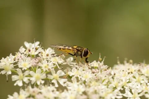 Hoverfly on a patch of wildflowers Stock Photos