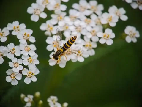 Hoverfly Perched on White Yarrow Flowers Stock Photos