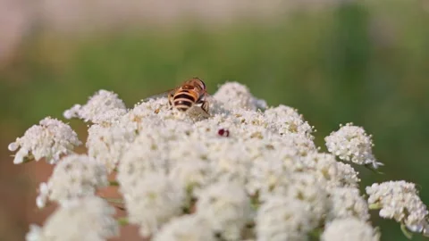 Hoverfly perches on white flower cluster Stock Footage 341773810