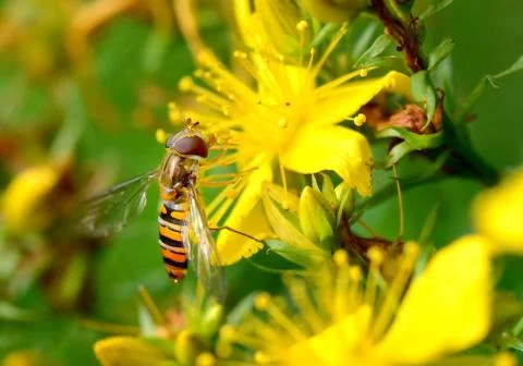 Hoverfly Stock Photos