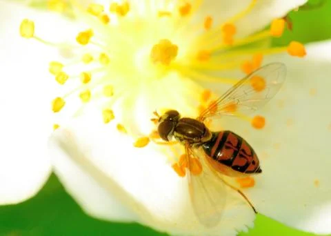 Hoverfly Stock Photos