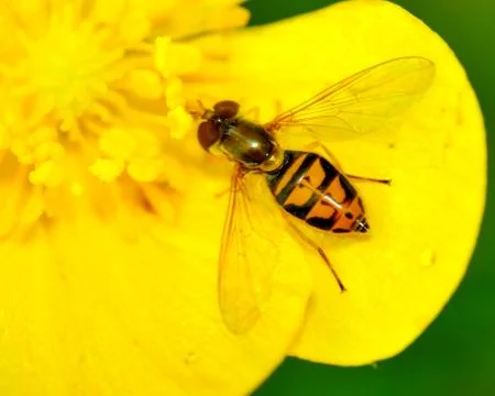 Hoverfly Stock Photos