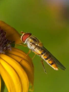 Hoverfly Stock Photos