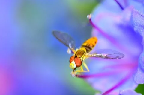 Hoverfly Stock Photos