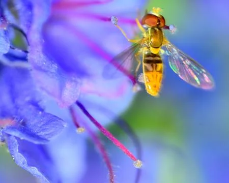 Hoverfly Stock Photos