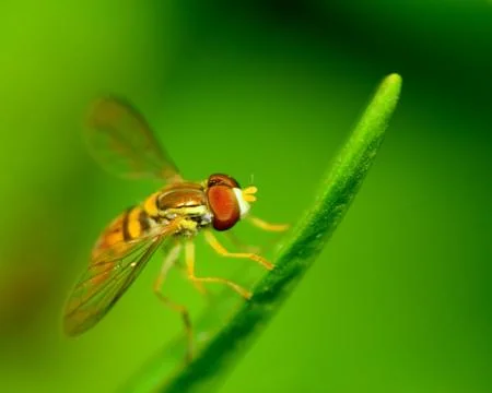 Hoverfly Stock Photos