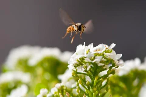 Hoverfly Stock Photos