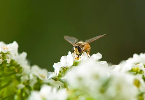 Hoverfly Stock Photos