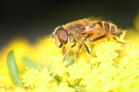 Hoverfly Stock Photos