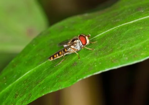 Hoverfly Stock Photos