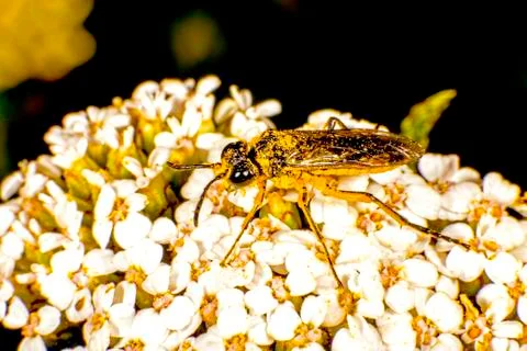 Hoverfly Stock Photos
