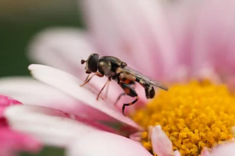 Hoverfly Stock Photos