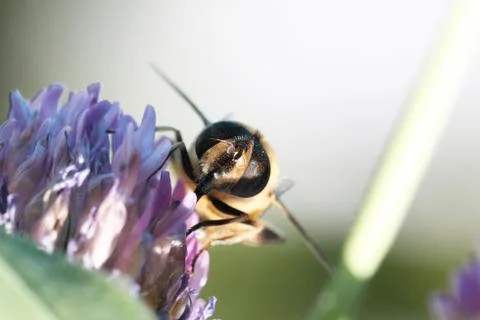 Hoverfly Stock-Fotos