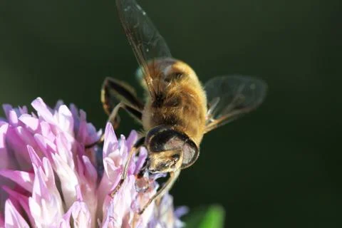 Hoverfly Stock Photos