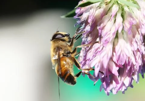 Hoverfly Stock Photos