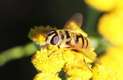 Hoverfly Stock Photos