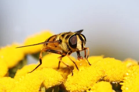 Hoverfly Stock Photos