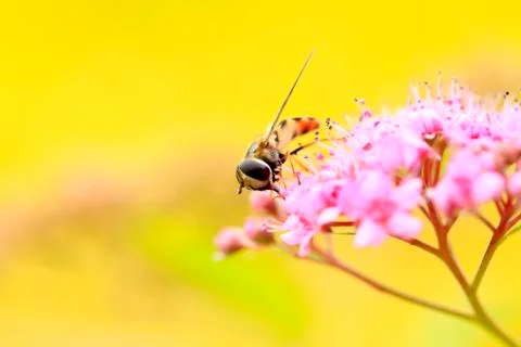Hoverfly Stock Photos