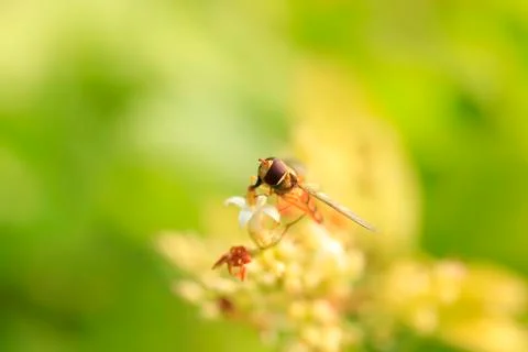 Hoverfly Stock Photos