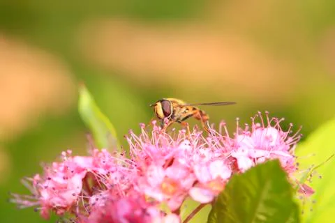 Hoverfly Stock Photos