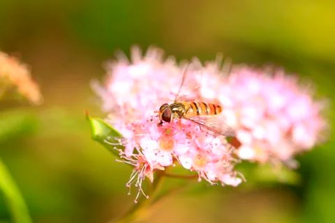 Hoverfly Stock Photos