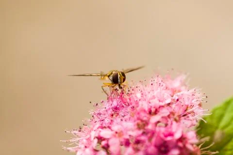 Hoverfly Stock Photos