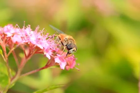 Hoverfly Stock Photos