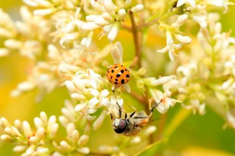 Hoverfly Stock Photos