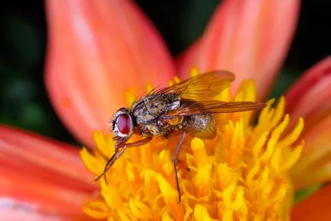 Hoverfly Foto stock