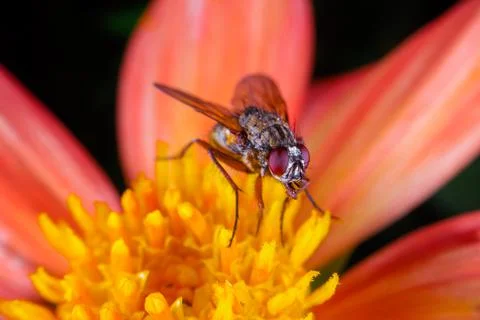 Hoverfly Stock Photos