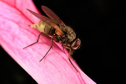 Hoverfly Stock Photos